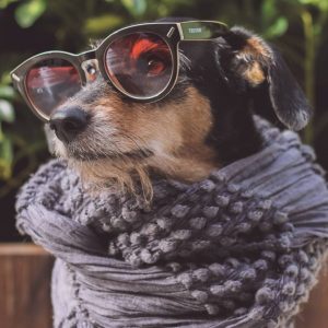 Top 5 vira-latas mais famosos da internet