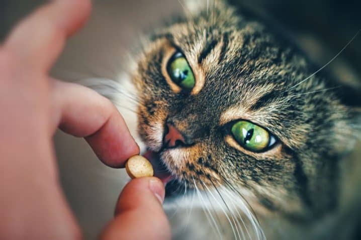 Como dar comprimido para gato: facilitando o processo