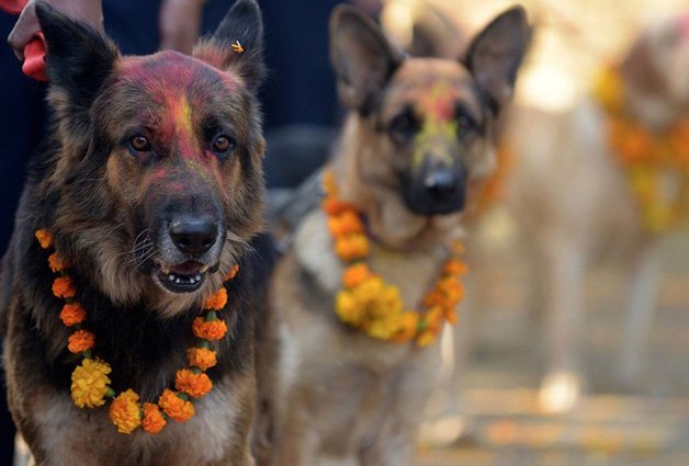 Celebração homenageia os cães por sua lealdade