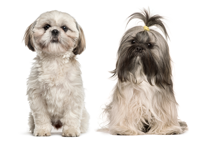 Diferenças do Lhasa Apso e Shih Tzu