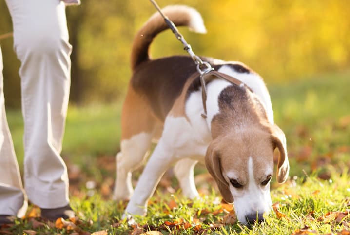 Como passear com cachorro: 6 dicas para uma caminhada divertida!