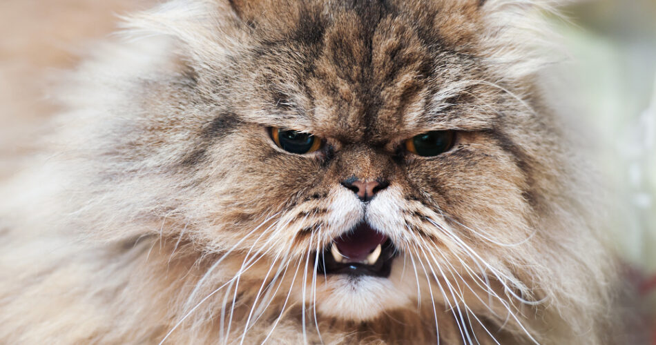 Raiva felina: sintomas e prevenção