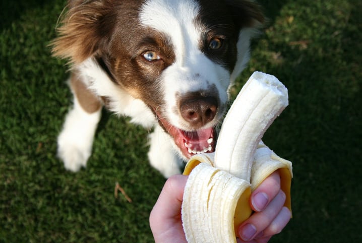 Cachorro pode comer banana? O que pode fazer mal?