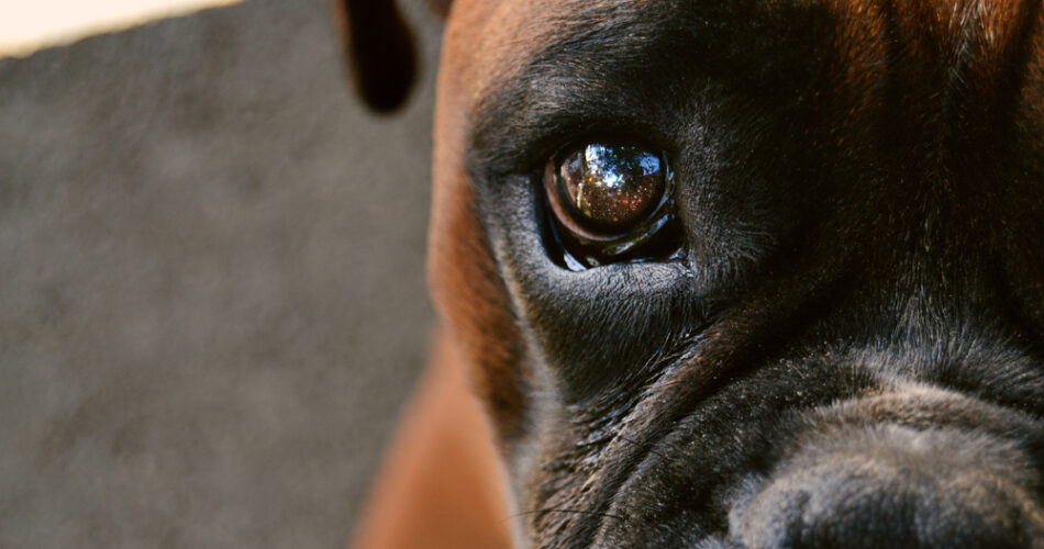 Catarata e atrofia da retina em cachorros