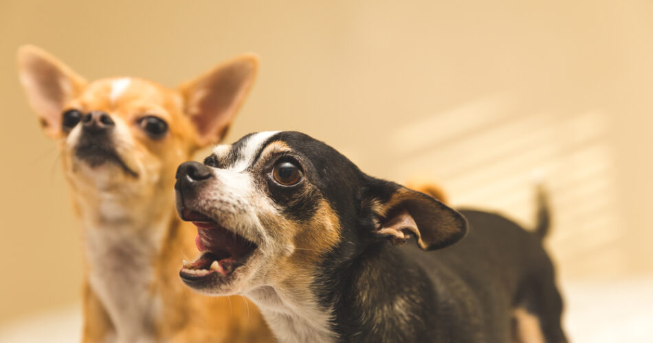 Como fazer cachorro parar de latir: 6 dicas infalíveis!