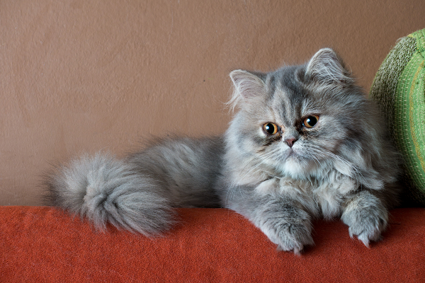 História e origem do gato persa