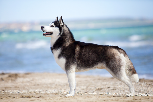 O temperamento do Husky Siberiano