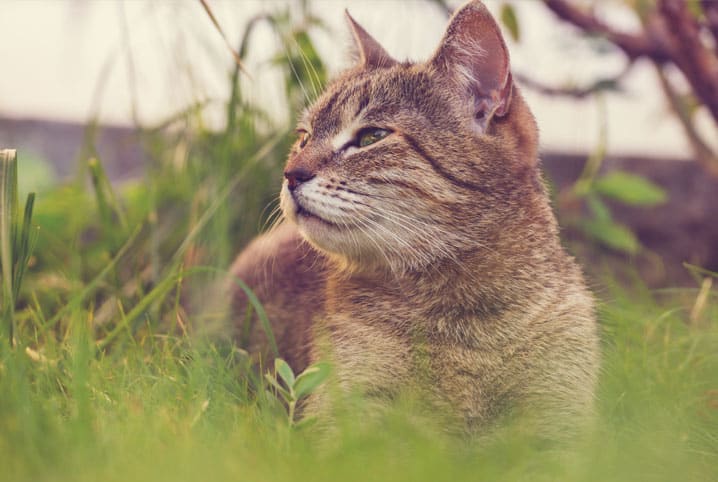 8 Curiosidades sobre gatos: verdade X mito