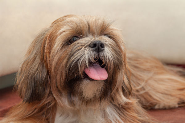 A personalidade do Lhasa apso