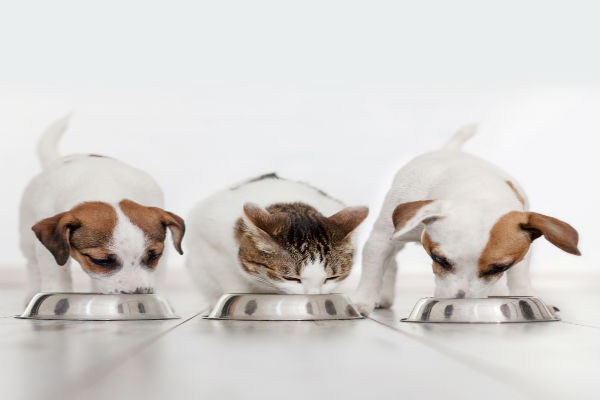 Alimentação mais natural para seu pet