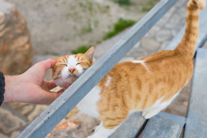 Amor de gato: 10 formas que os felinos demonstram afeto