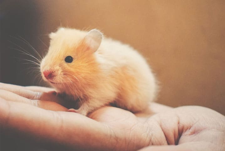 Como cuidar de hamster: confira as principais dicas