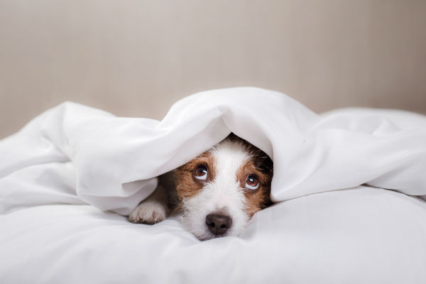 É possível ter um Jack Russel terrier em apartamento?