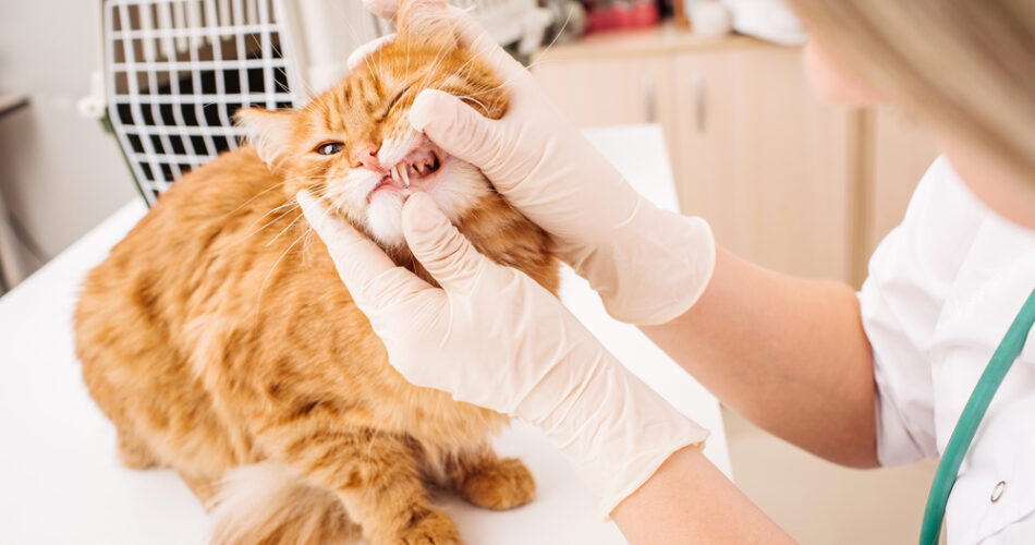 Escovar dentes de gato é necessário?