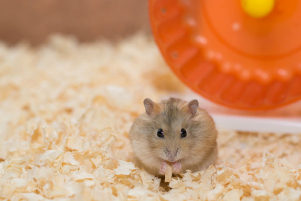 Nomes para hamster: mais de 500 ideias para se inspirar