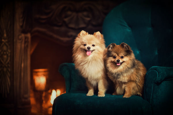 Raça de cachorro peludo: conheça 15!