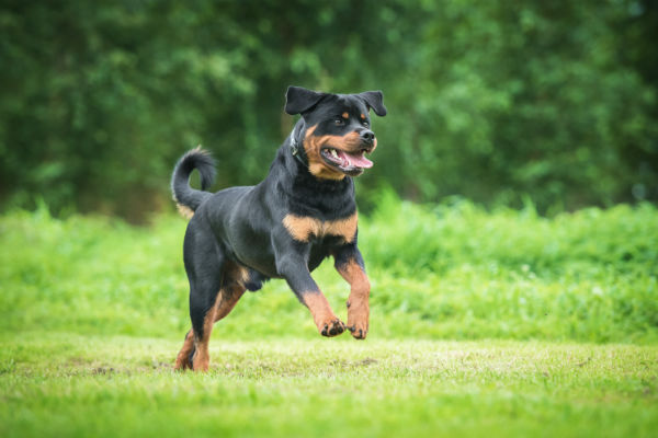 Tipos de Rottweiler