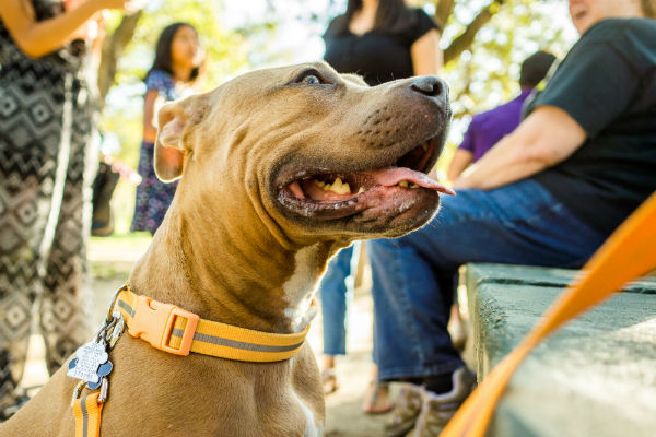 Tipos de coleira para Pitbull