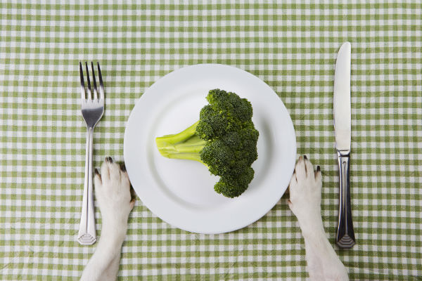 Alimentos para aumentar a imunidade dos cachorros
