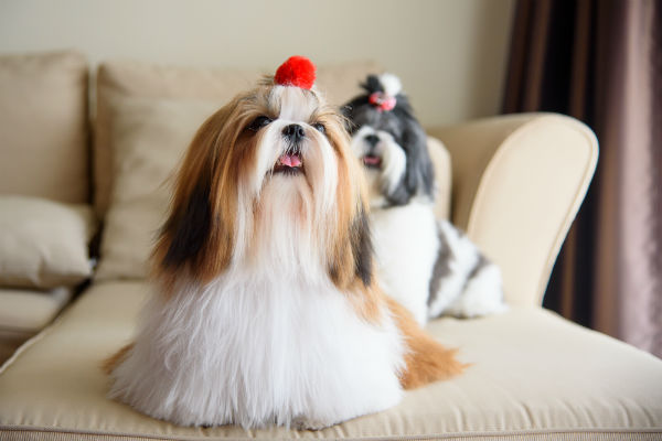 Cachorros pequenos para apartamento: veja nove raças!