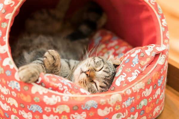 Como escolher uma cama para gato