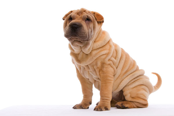 Cores do Sharpei