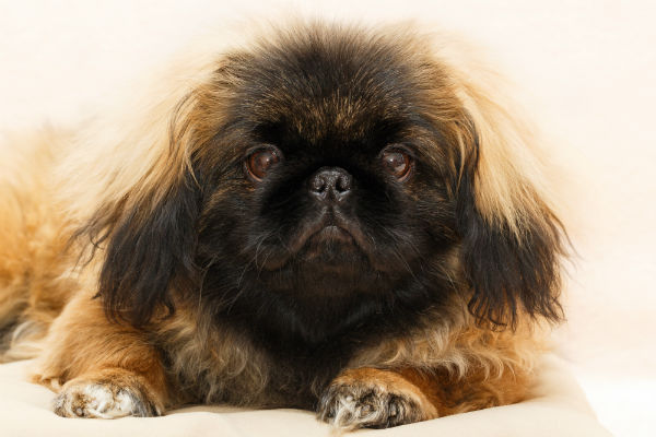 Nomes para cachorro pequinês