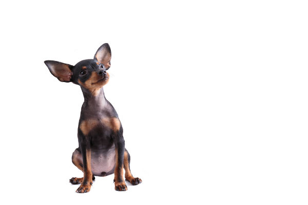 Tamanhos de Pinscher