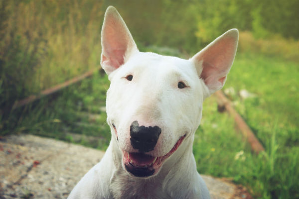 As cores do bull terrier