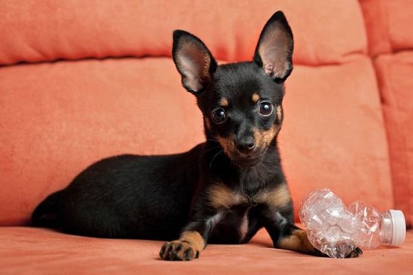 500 ideias de nomes para cachorro Pinscher