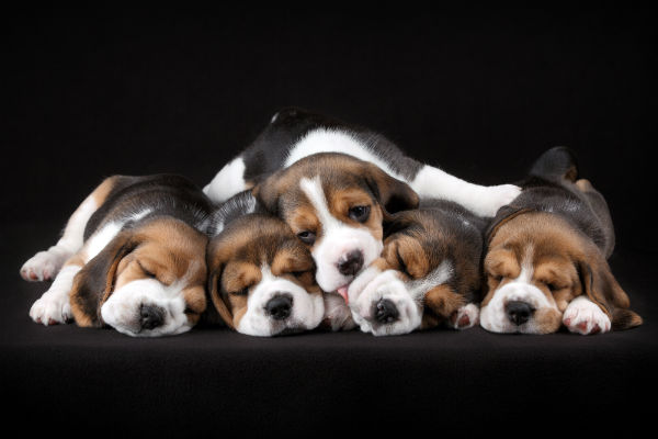 As cores do Beagle