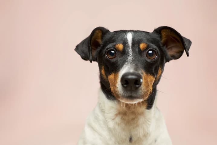 Cachorro troca de pelo? Respondemos às principais dúvidas