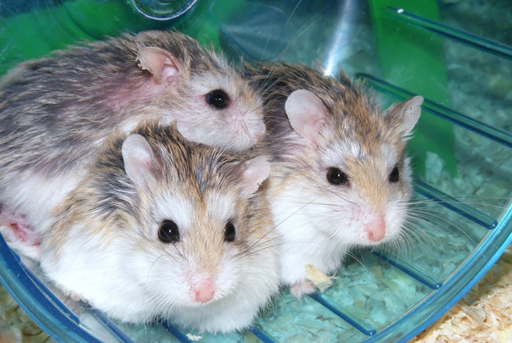 Espécies de hamster: como escolher a ideal para você