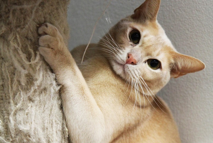 Gato arranhando: o que pode estar por trás do gesto