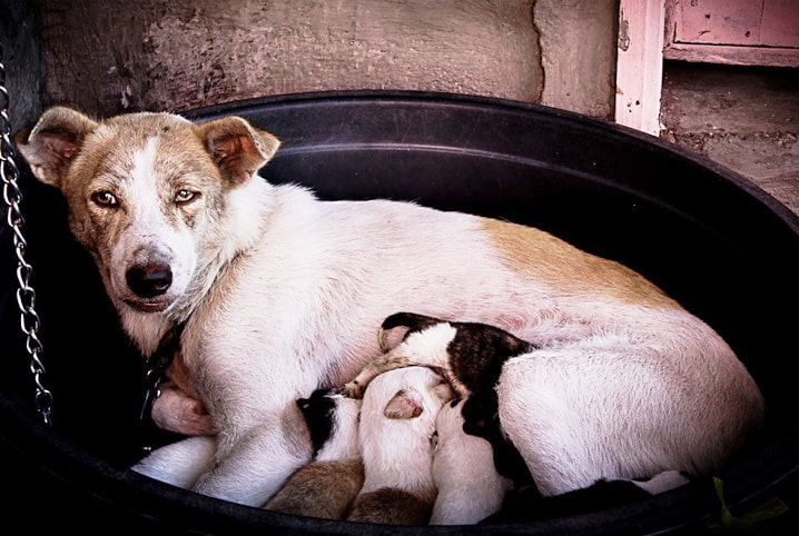 Gestação de cachorro: como descobrir e quais cuidados você deve ter com ela?