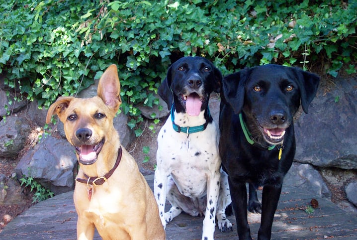 Idade de cachorro: os principais cuidados em cada fase da vida