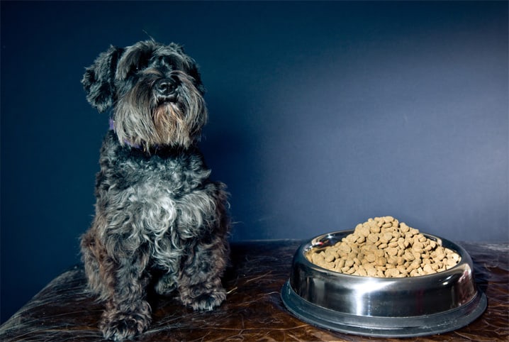 Meu cachorro não quer comer: o que pode ser?