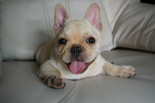 O comportamento do Buldogue Francês