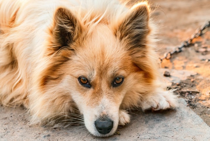 Piometra: saiba tudo sobre essa doença séria que afeta as cadelas