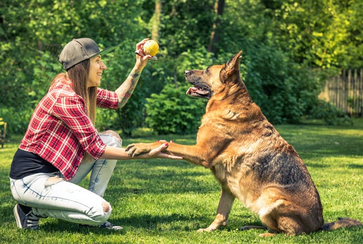 Brinquedos para pets: aprenda a escolher as melhores opções