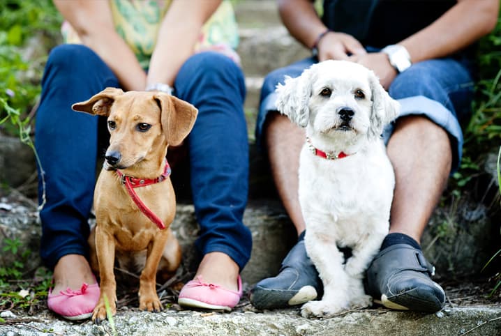 Como socializar cachorros: a chegada do segundo cão