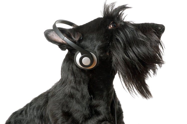 Música para cachorro: seu peludo vai adorar ter uma playlist