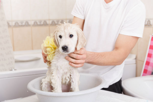 Com quantos meses pode dar banho em filhote de cachorro?