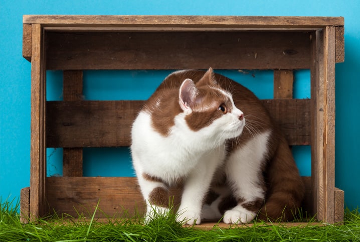 Graminha para gatos: saiba por que você deve apostar nela