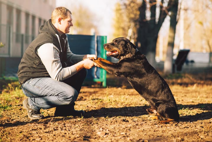 Treinamento para cachorro: opções para mantê-lo sempre em forma