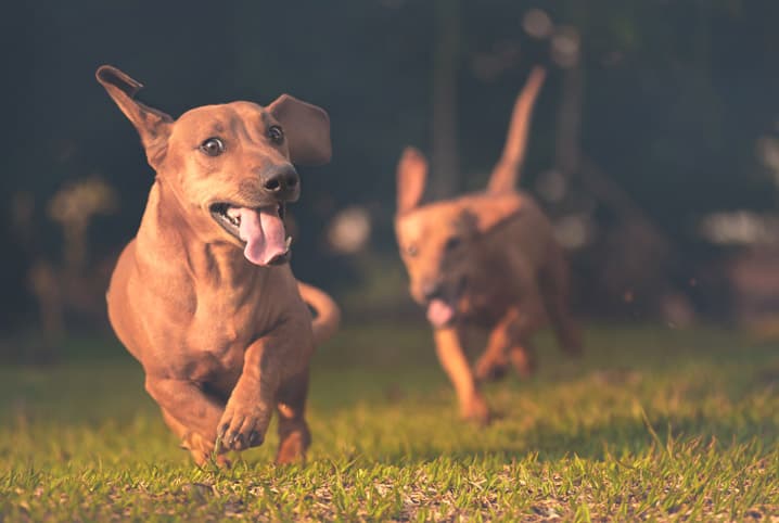 Vitamina para cães: conheça a importância desses nutrientes