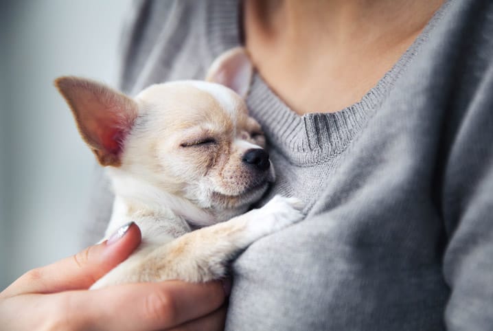 Até quantos meses o cachorro cresce? Respondemos a essa pergunta!