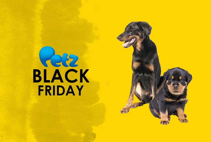 Black Friday Pet: 6 coisas para comprar com desconto nesta sexta-feira