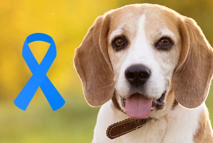 Câncer de Próstata em cachorro: conheça a campanha Novembro Azul deles