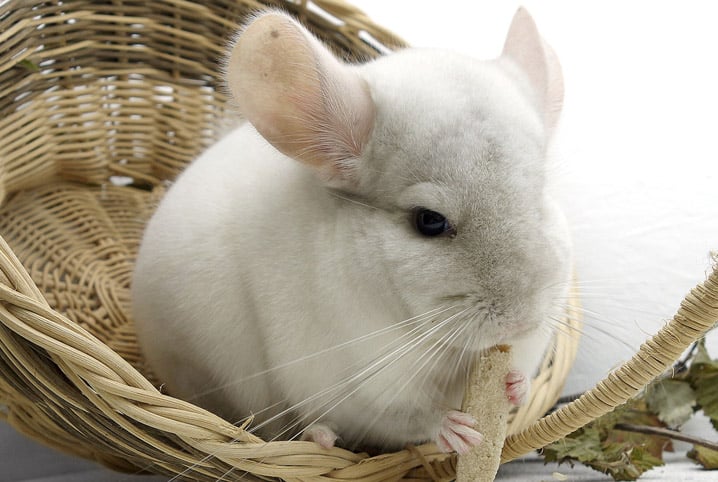 Chinchila cuidados: 7 passos essenciais para garantir o bem-estar desse roedor